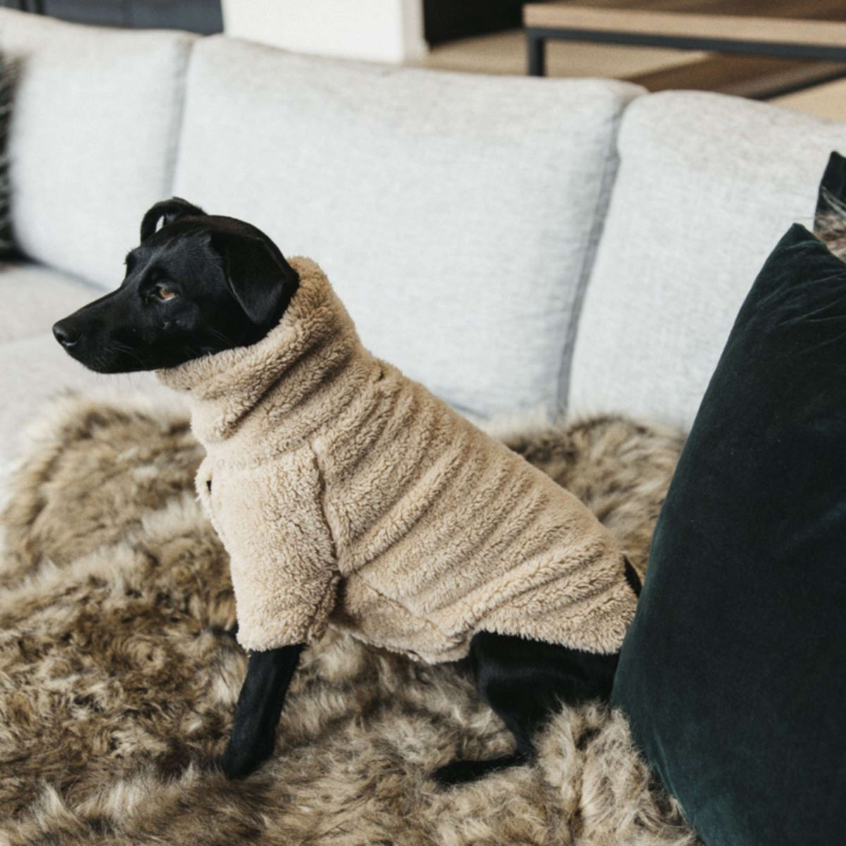 Kentucky Dogwear Maglione Beige