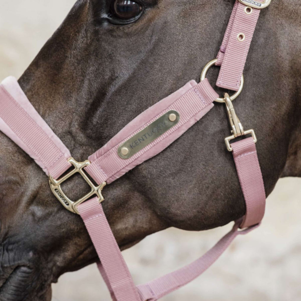 Kentucky Horsewear Cavezza Velvet Rosa antico