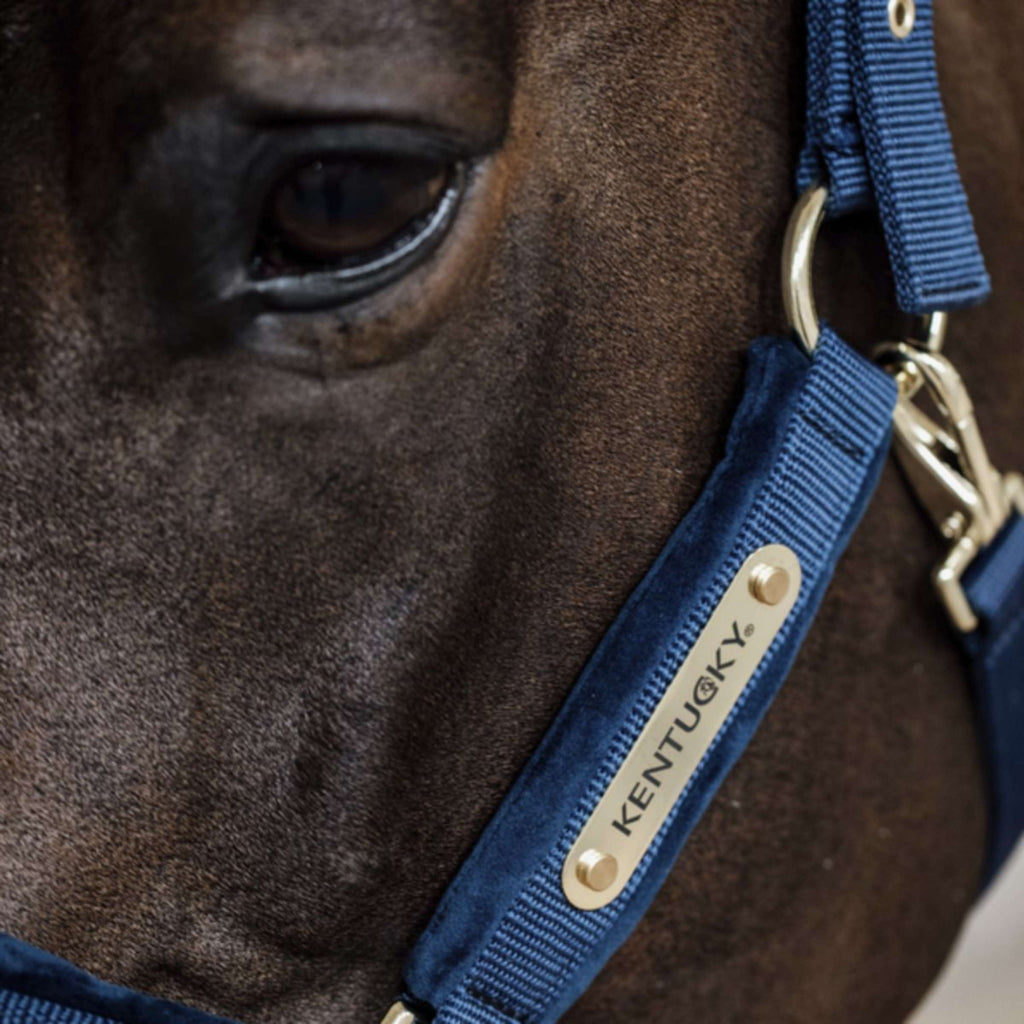 Kentucky Horsewear Cavezza Velvet Navy