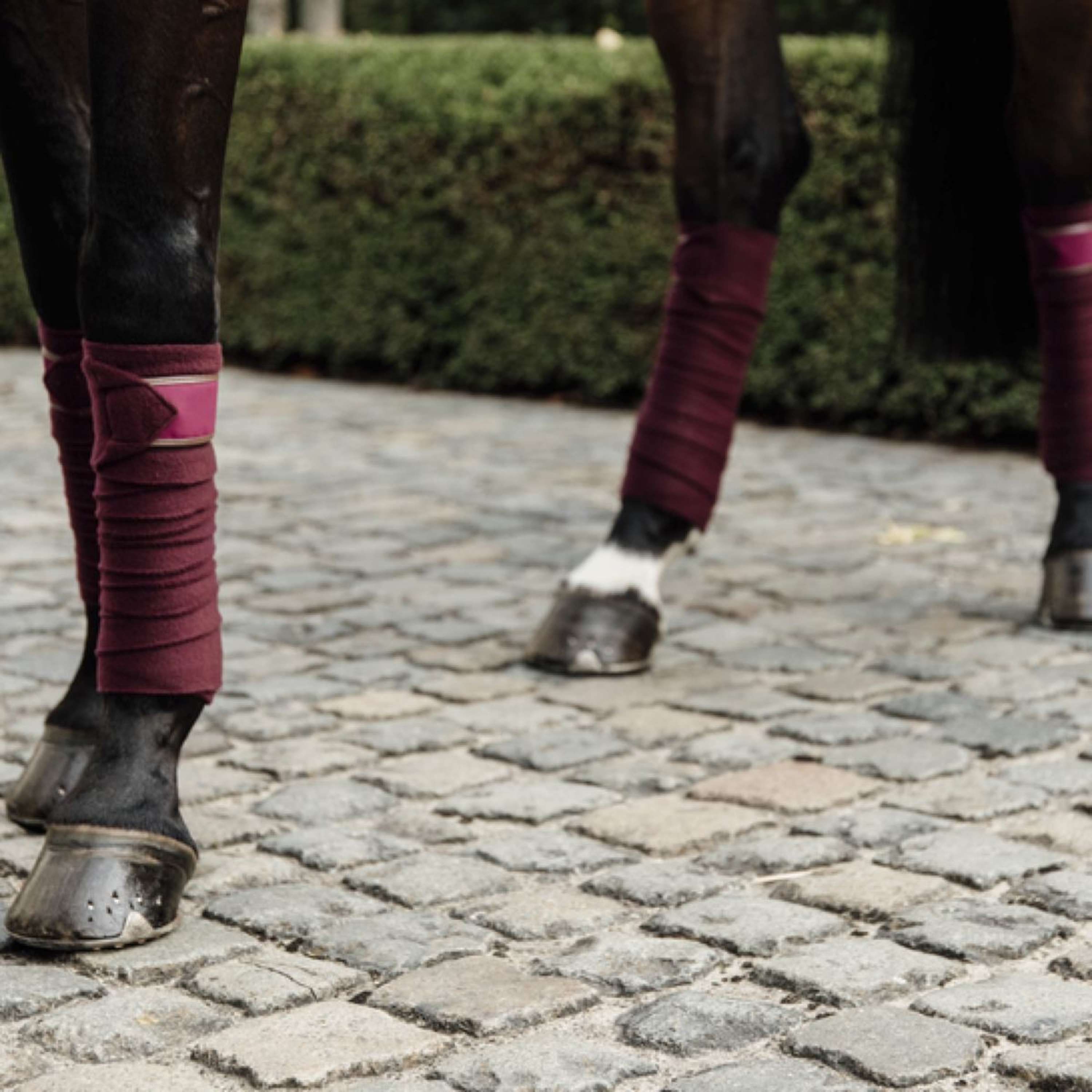 Kentucky Horsewear Bende Bordeaux