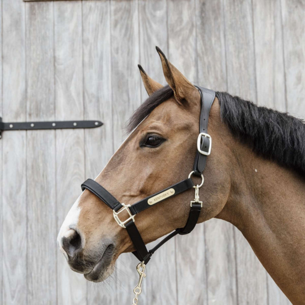 Kentucky Horsewear Cavezza Anatomic Nylon Nero