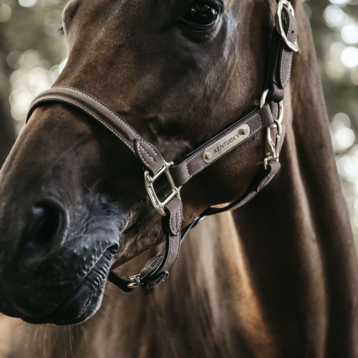 Kentucky Horsewear Capezzina Marrone