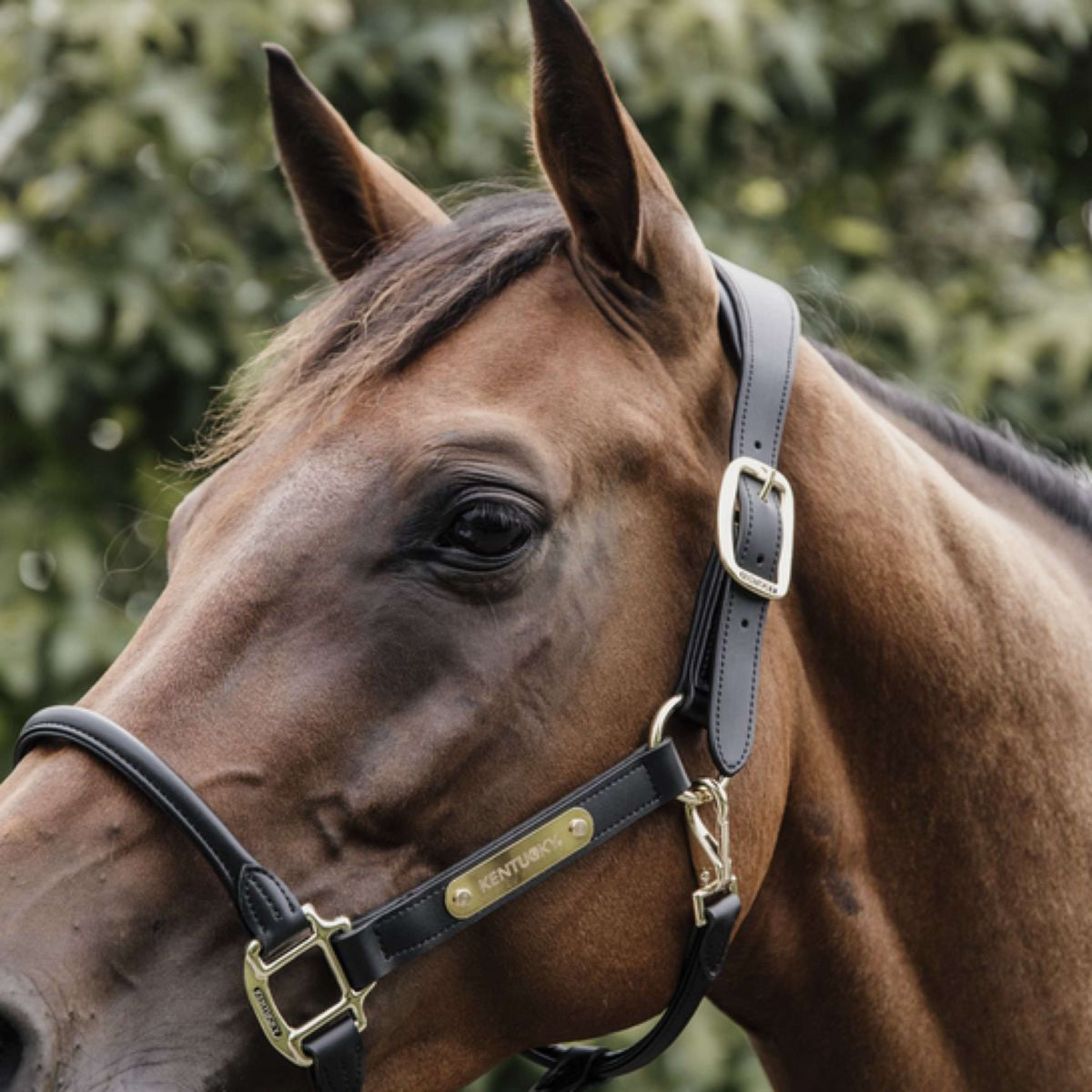 Kentucky Horsewear Capezzina Nero
