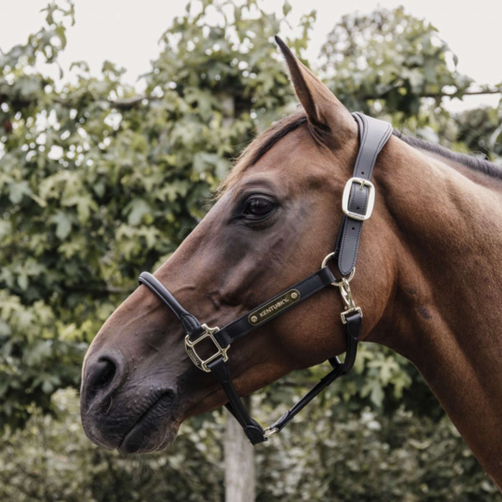 Kentucky Horsewear Cavezza Pelle Anatomica Nero