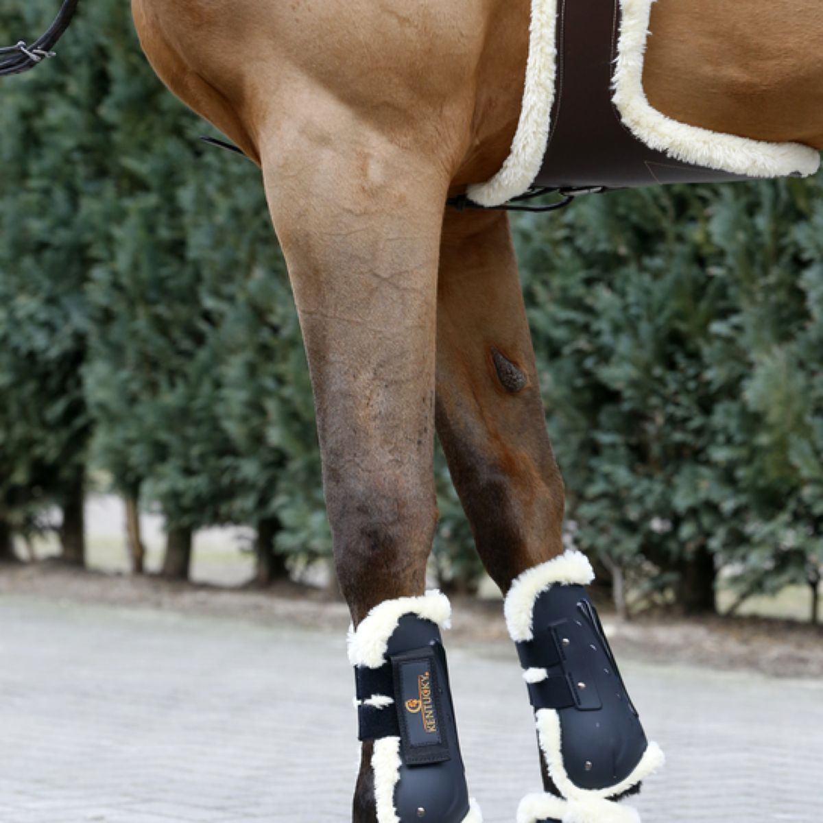 Kentucky Horsewear Sottopancia da salto Marrone