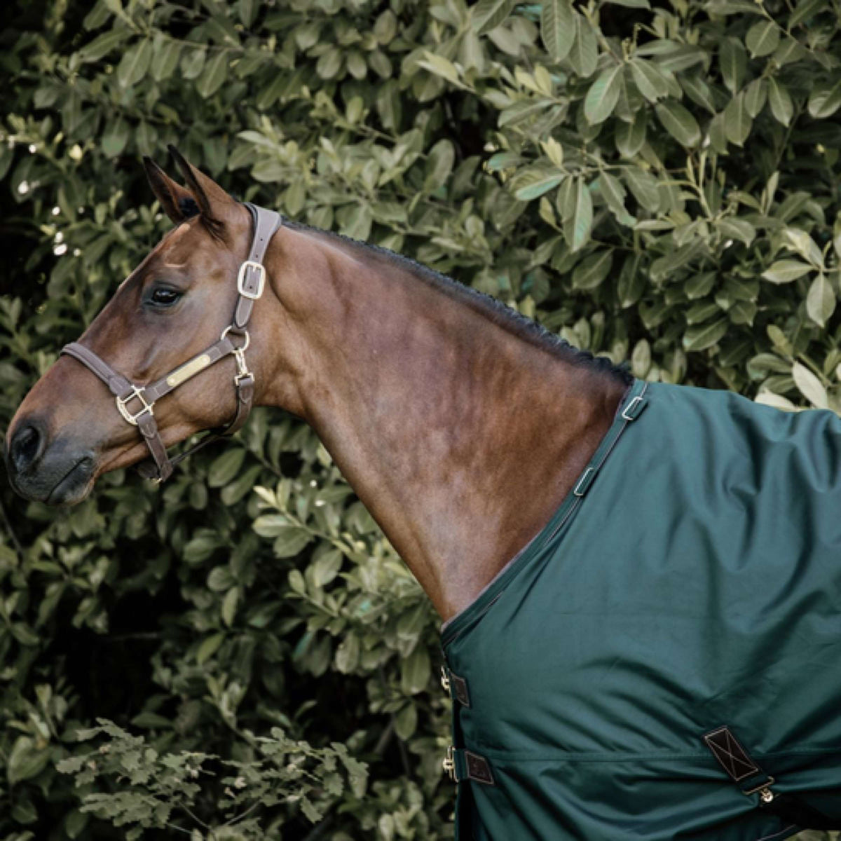 Kentucky Horsewear Coperta Invernale All Weather Verde scuro