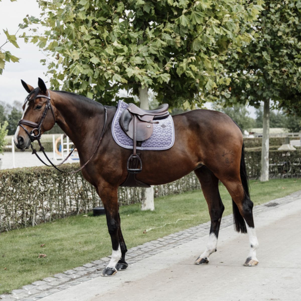 Kentucky Horsewear Sottosella Salto di velluto Purper