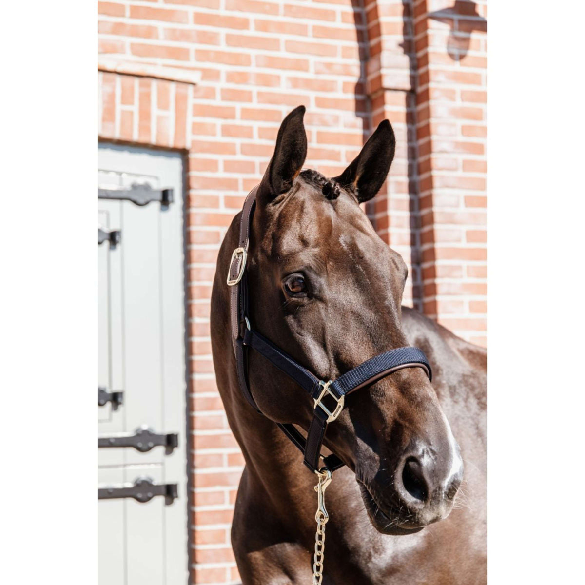 Kentucky Horsewear Capezzina Anatomic Nylon Navy