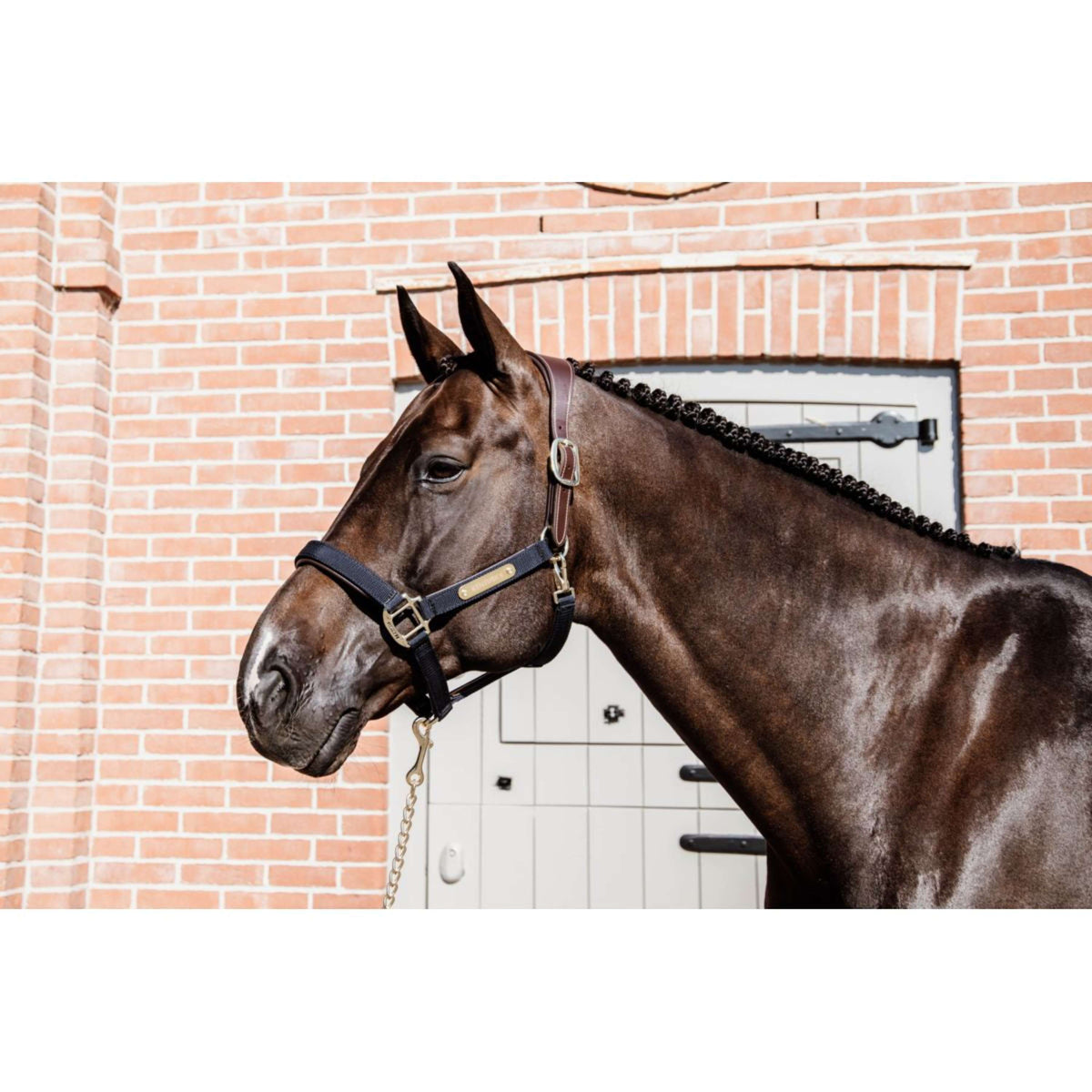 Kentucky Horsewear Capezzina Anatomic Nylon Navy