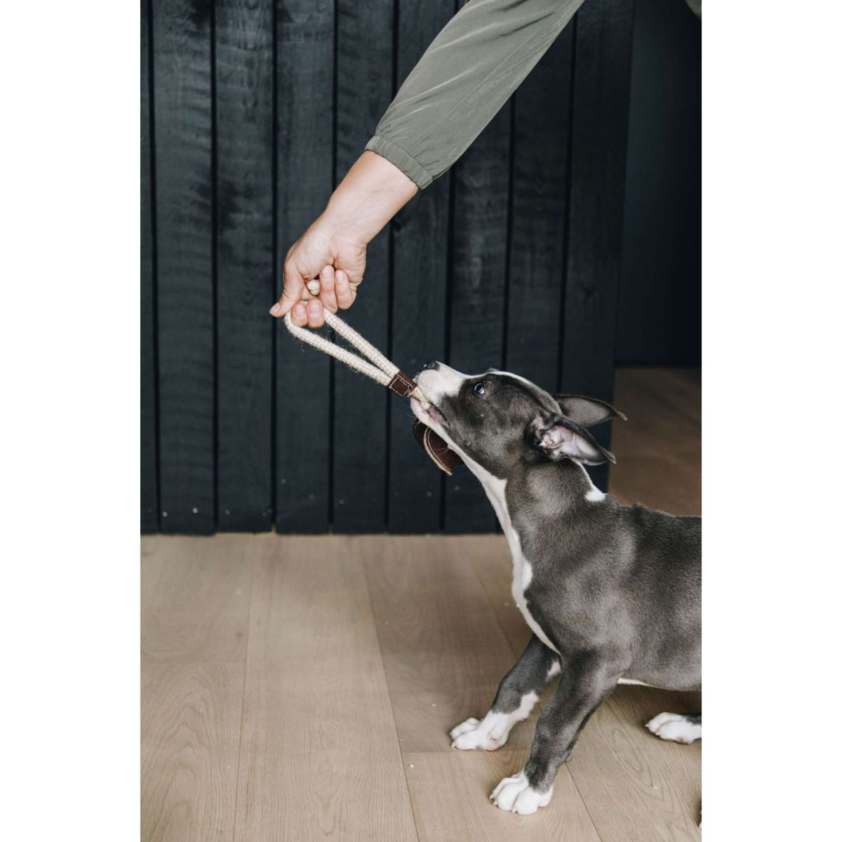 Kentucky Dogwear Giocattolo per Cani