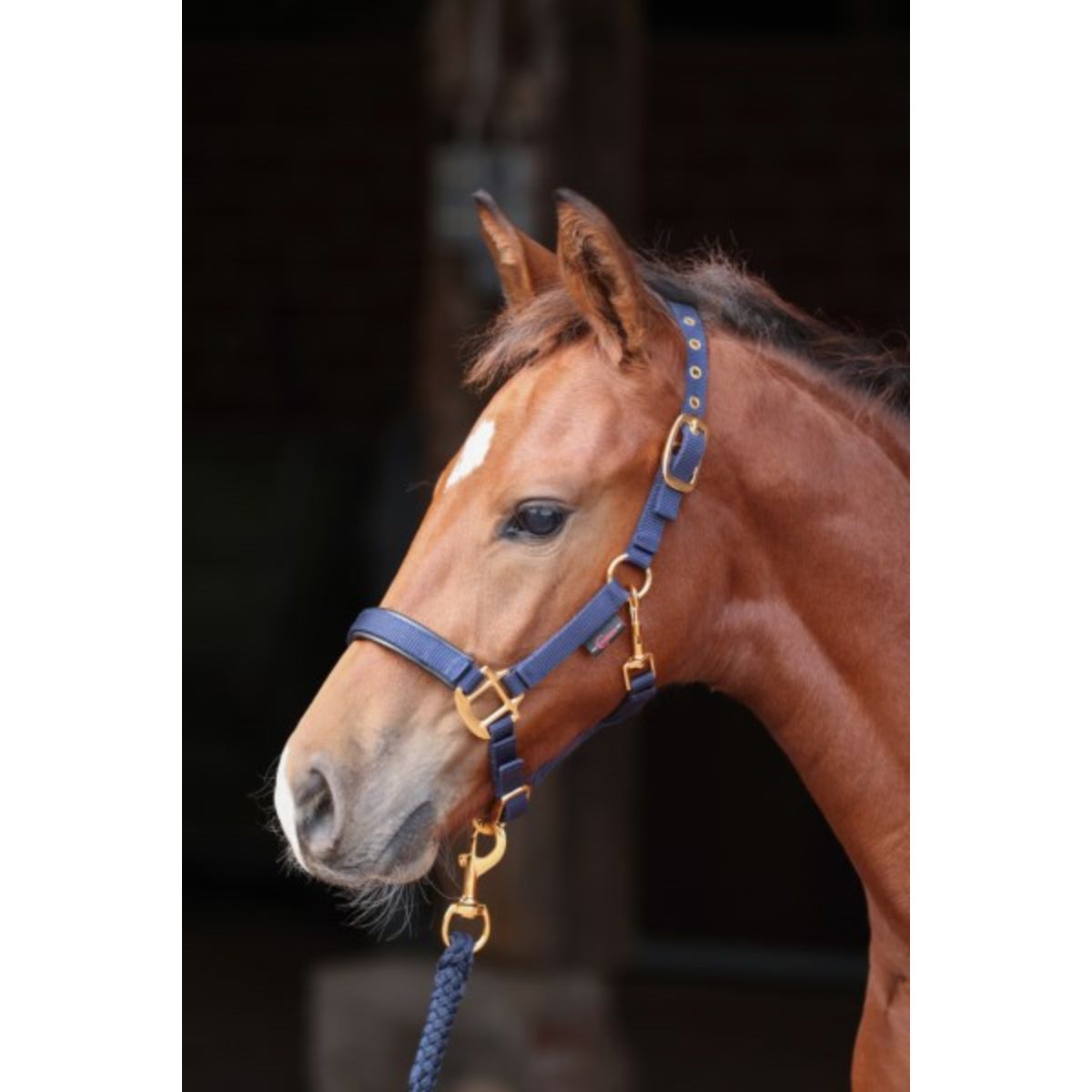 Covalliero Capezza Puledro TopLine Navy