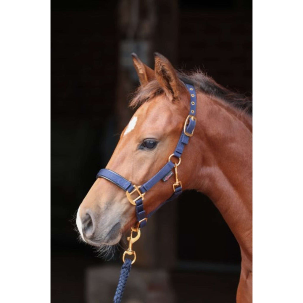 Covalliero Cavezza per puledro TopLine Navy