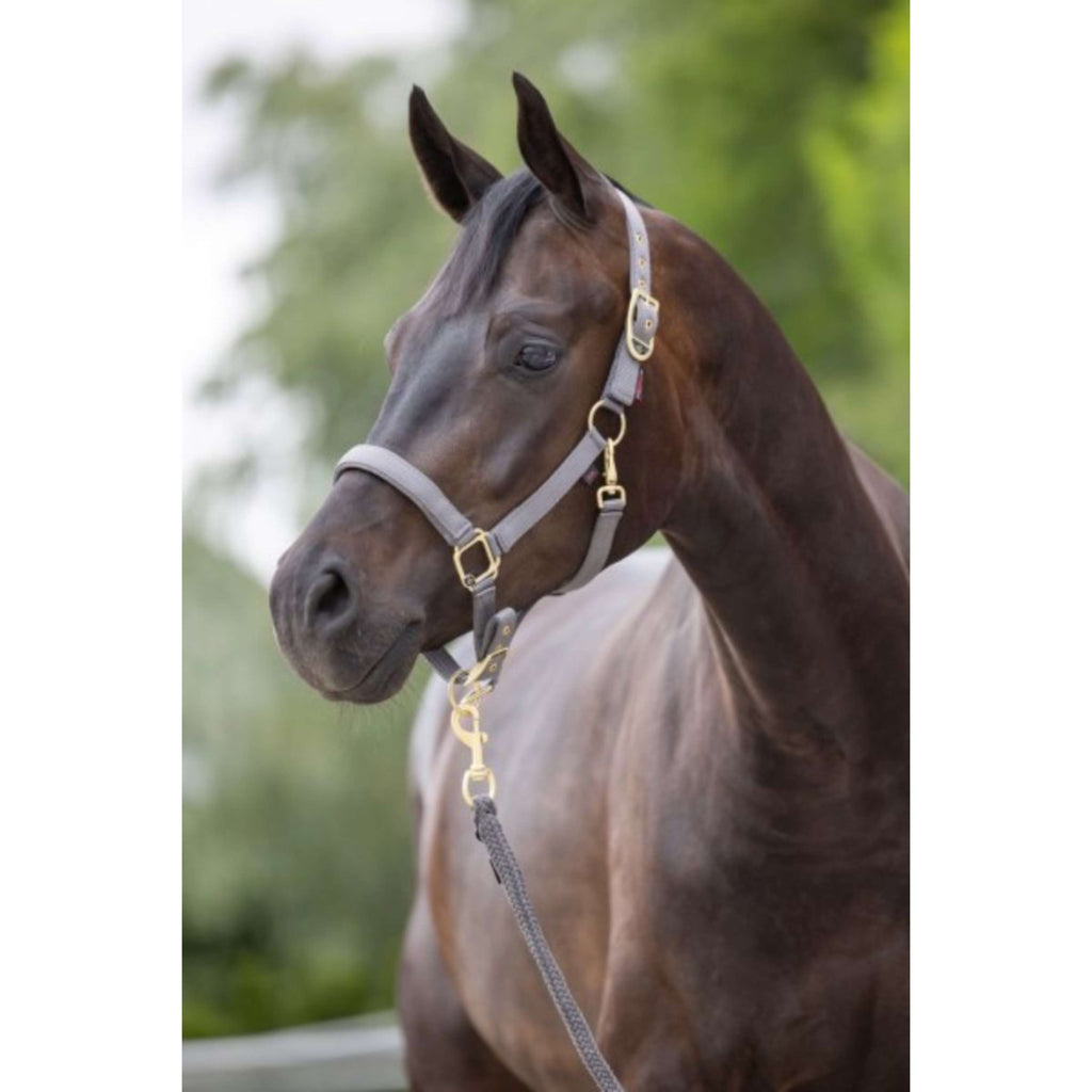 Covalliero Cavezza Classy Calcolo