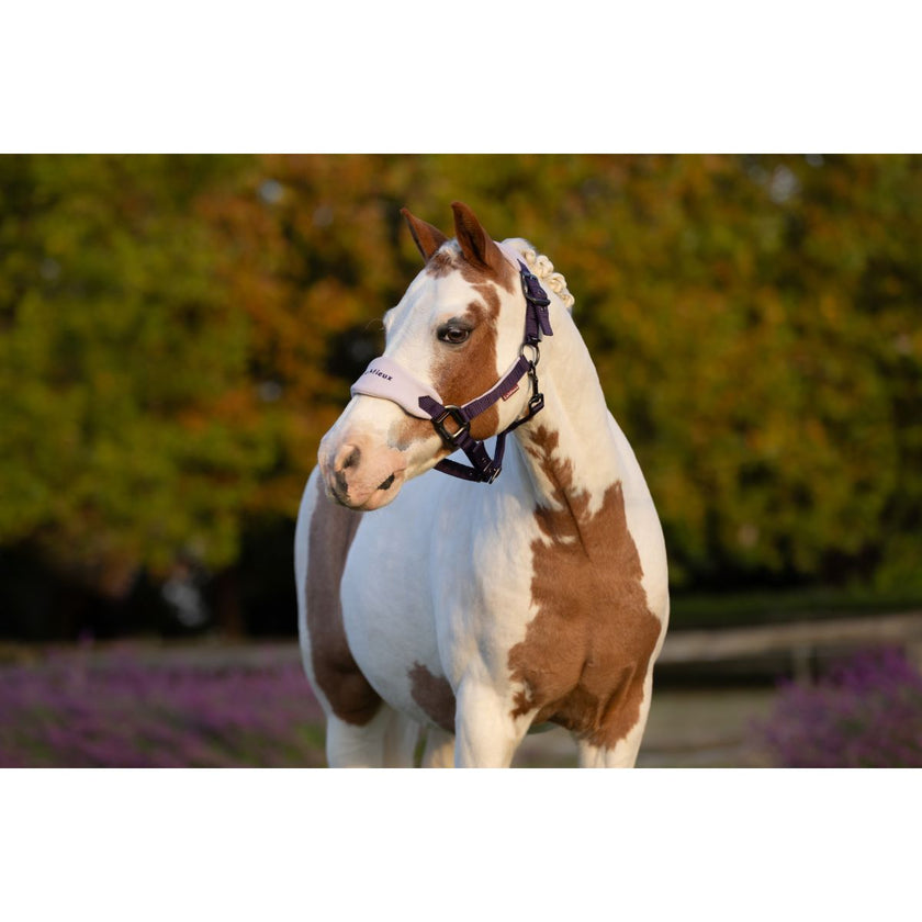 LeMieux Set Cavezza Mini Vogue Juniper