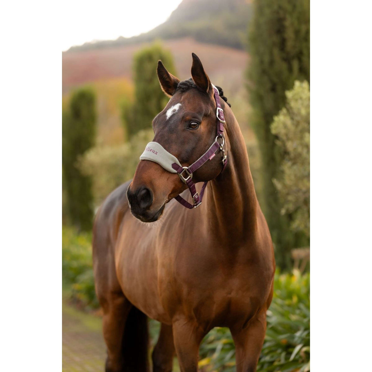 LeMieux Set Cavezza Vogue Damson