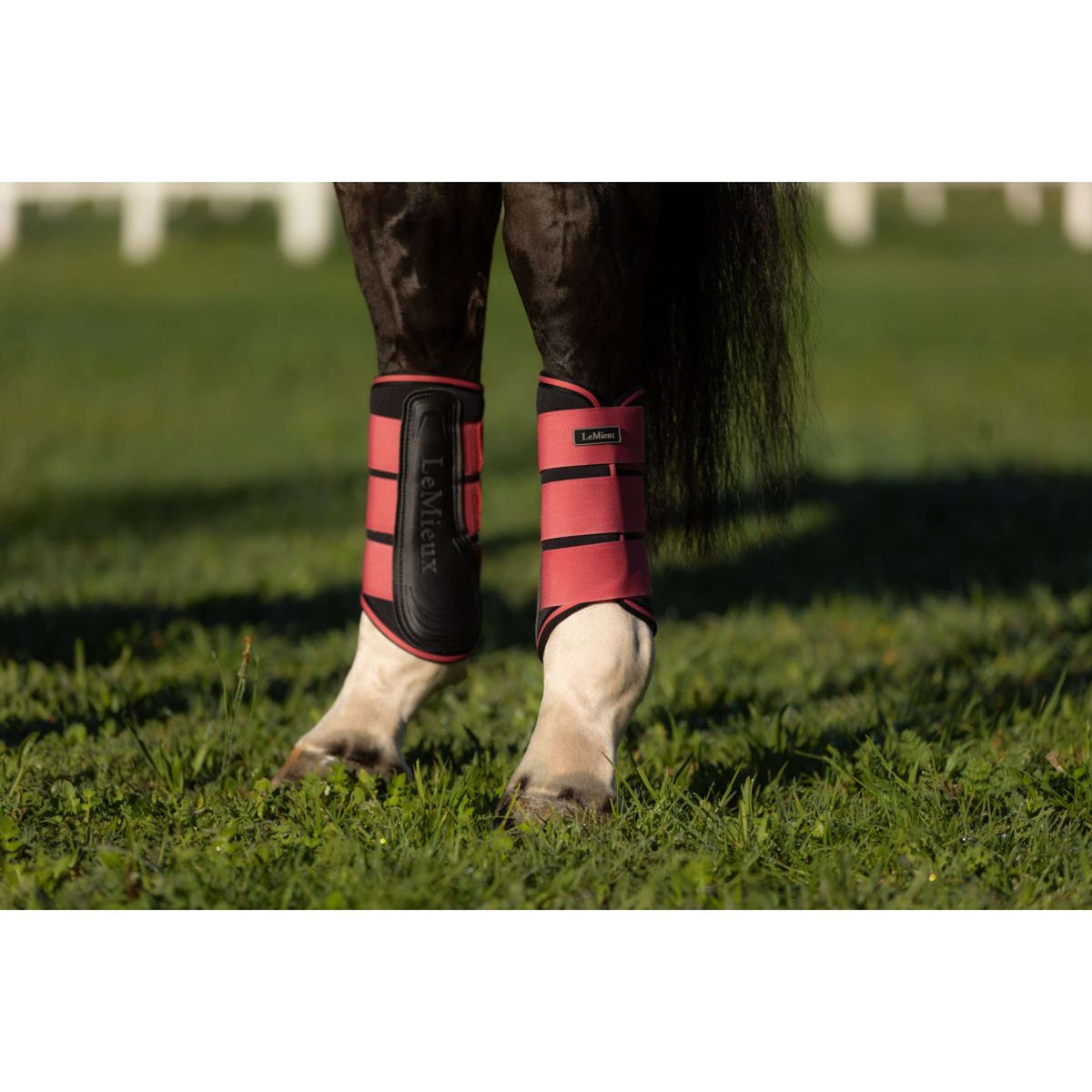 LeMieux Stinchiere Grafter Cranberry