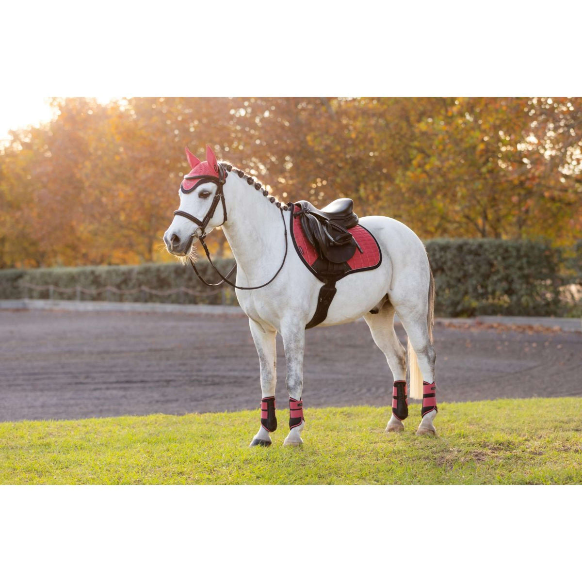 LeMieux Sottosella Mini Suede saltando Cranberry