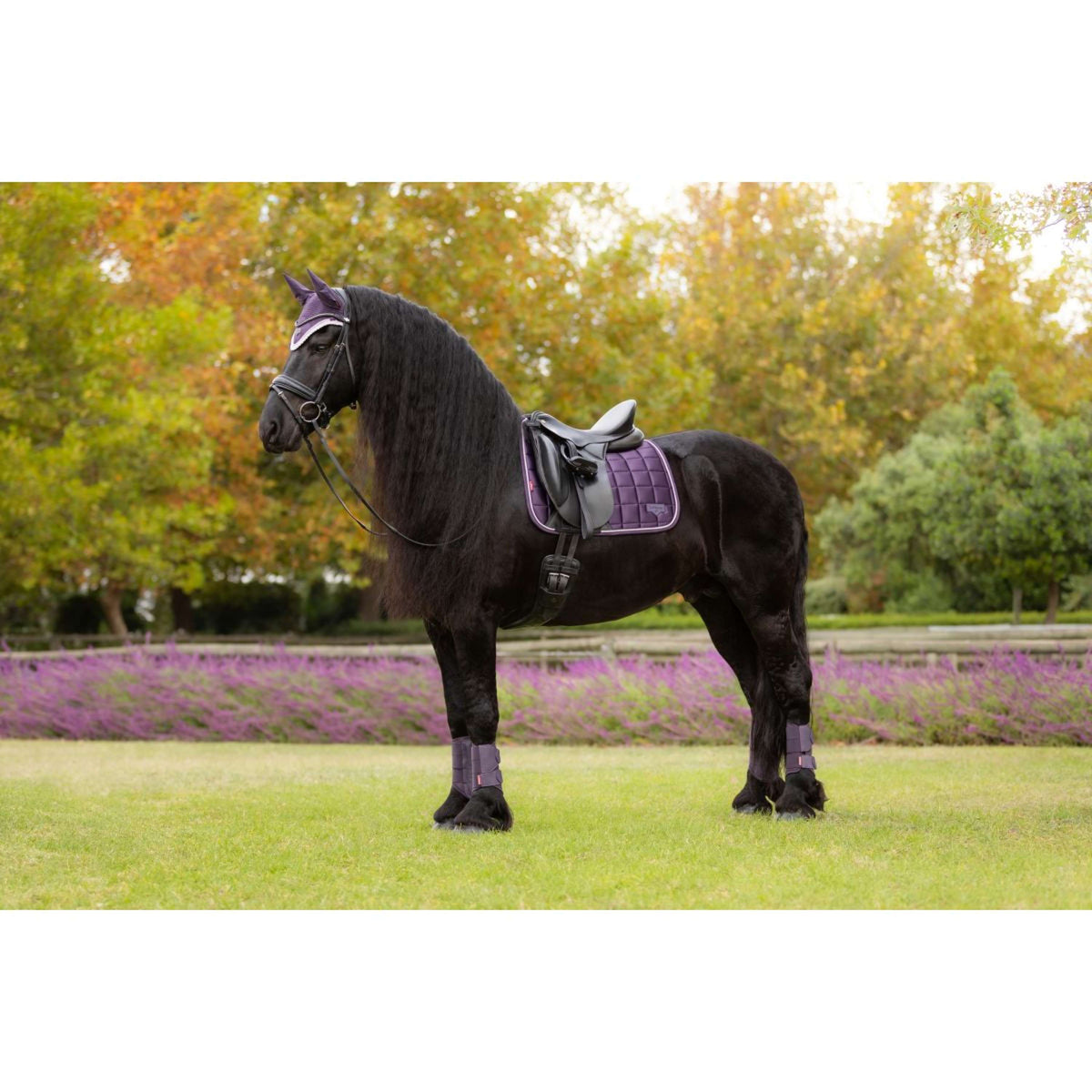 LeMieux Sottosella Loire Classic Dressage Juniper