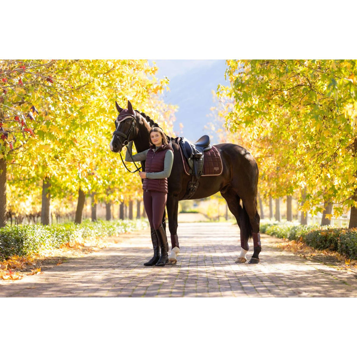 LeMieux Sottosella Loire Classic Dressage Damson