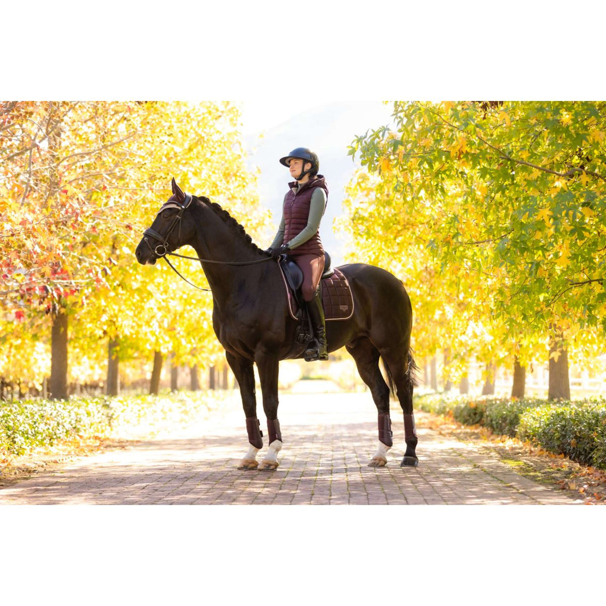 LeMieux Sottosella Loire Classic Dressage Damson