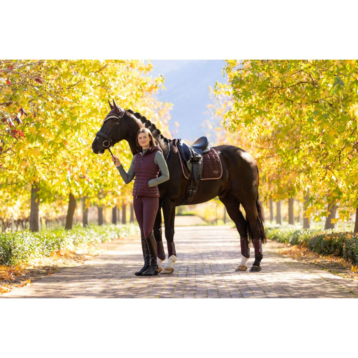 LeMieux Sottosella Loire Classic Dressage Damson
