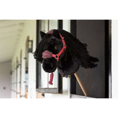 LeMieux Cavallo da hobby Halster Vogue Cranberry