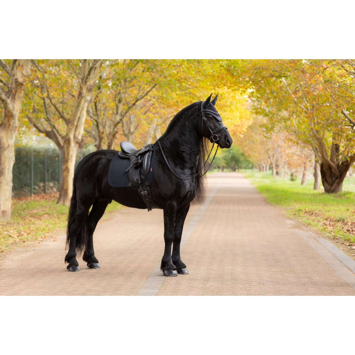 LeMieux Sottosella Essence Dressage Nero