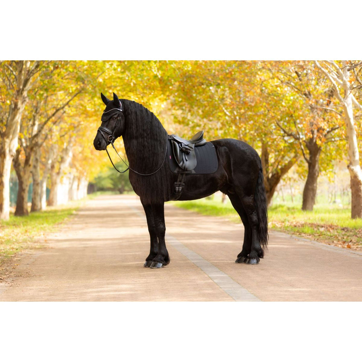 LeMieux Sottosella Essence Dressage Nero