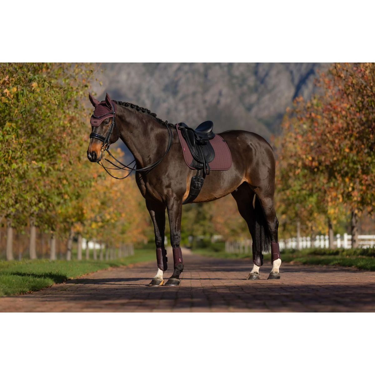 LeMieux Sottosella Essence Dressage Damson