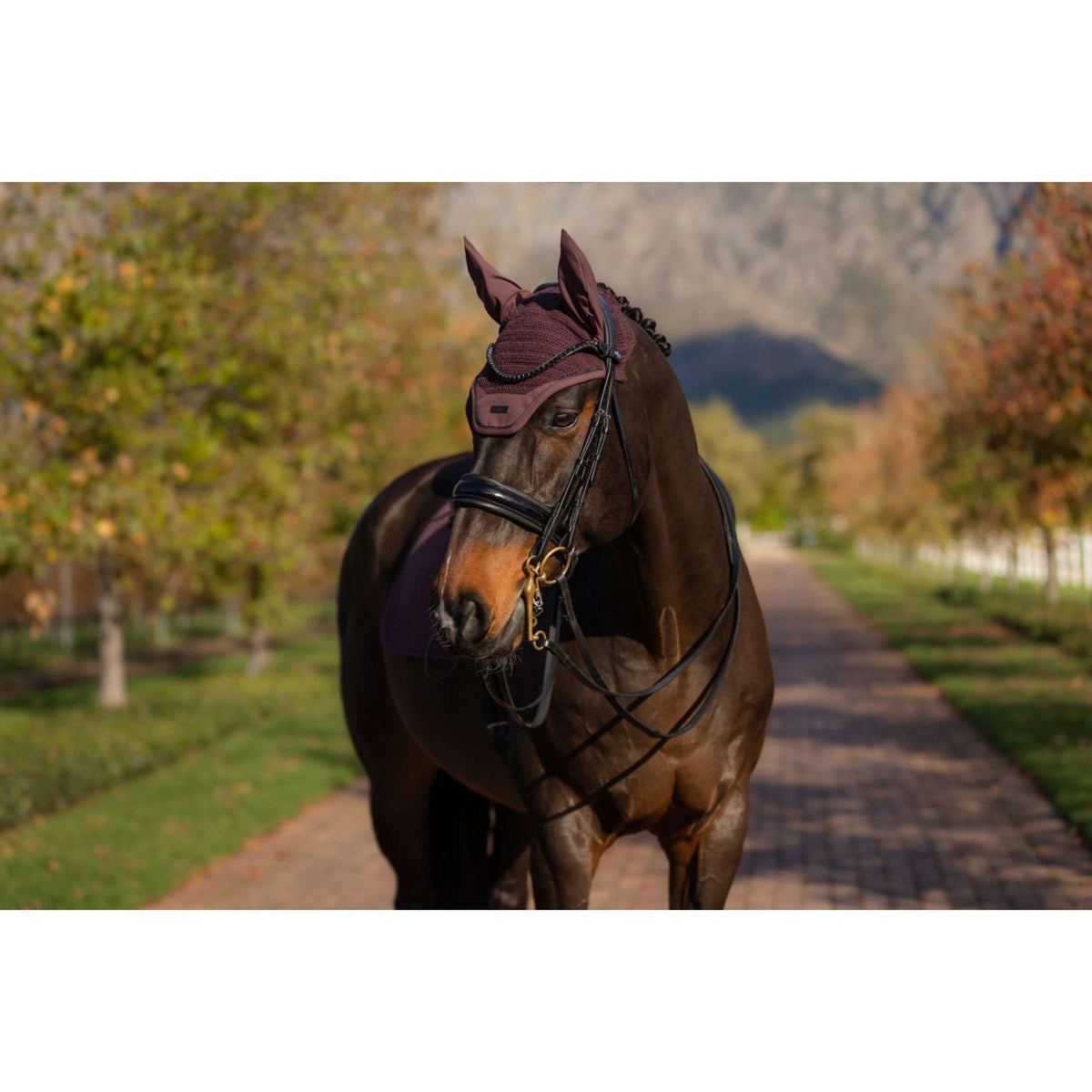 LeMieux Cuffietta Essence Damson