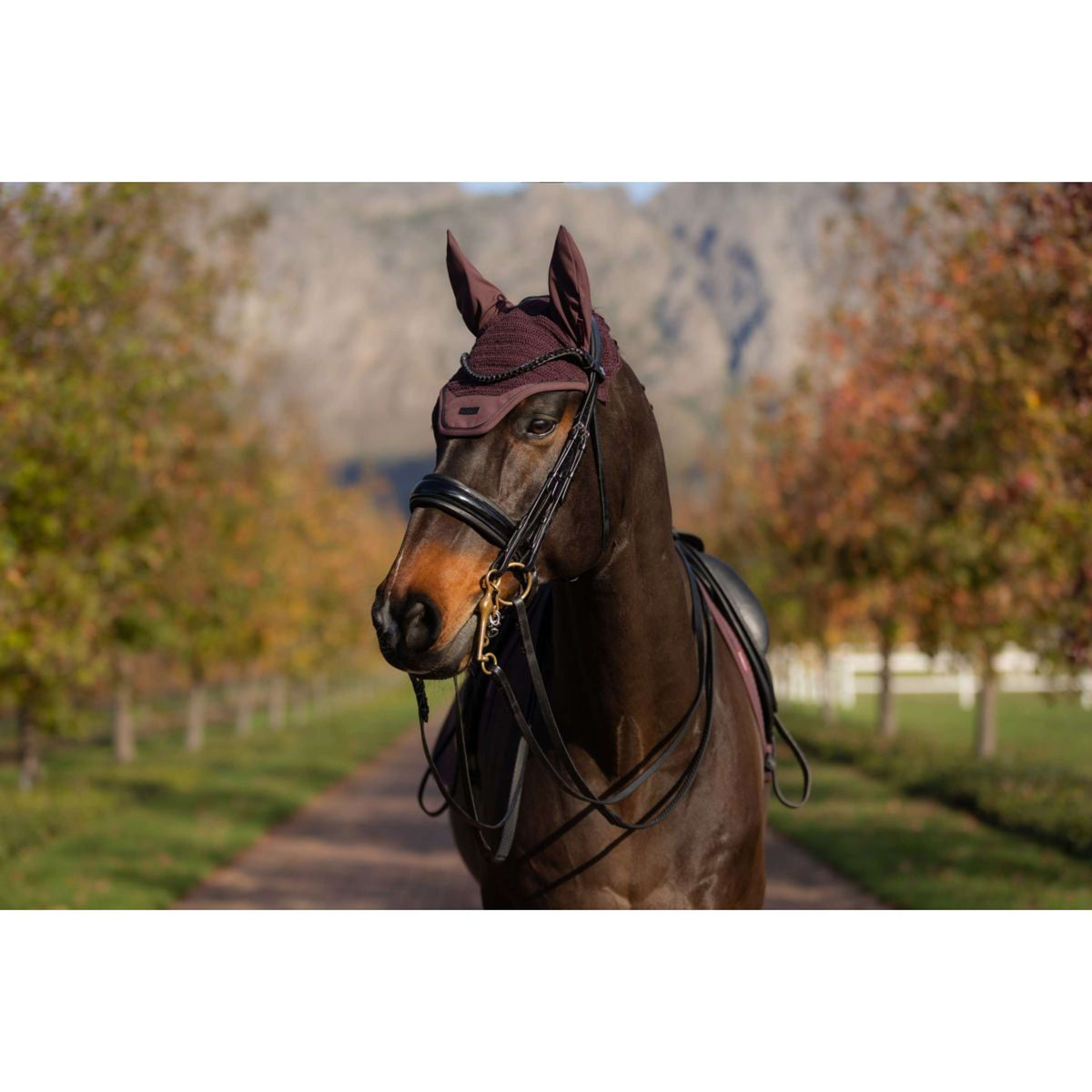 LeMieux Cuffietta Essence Damson