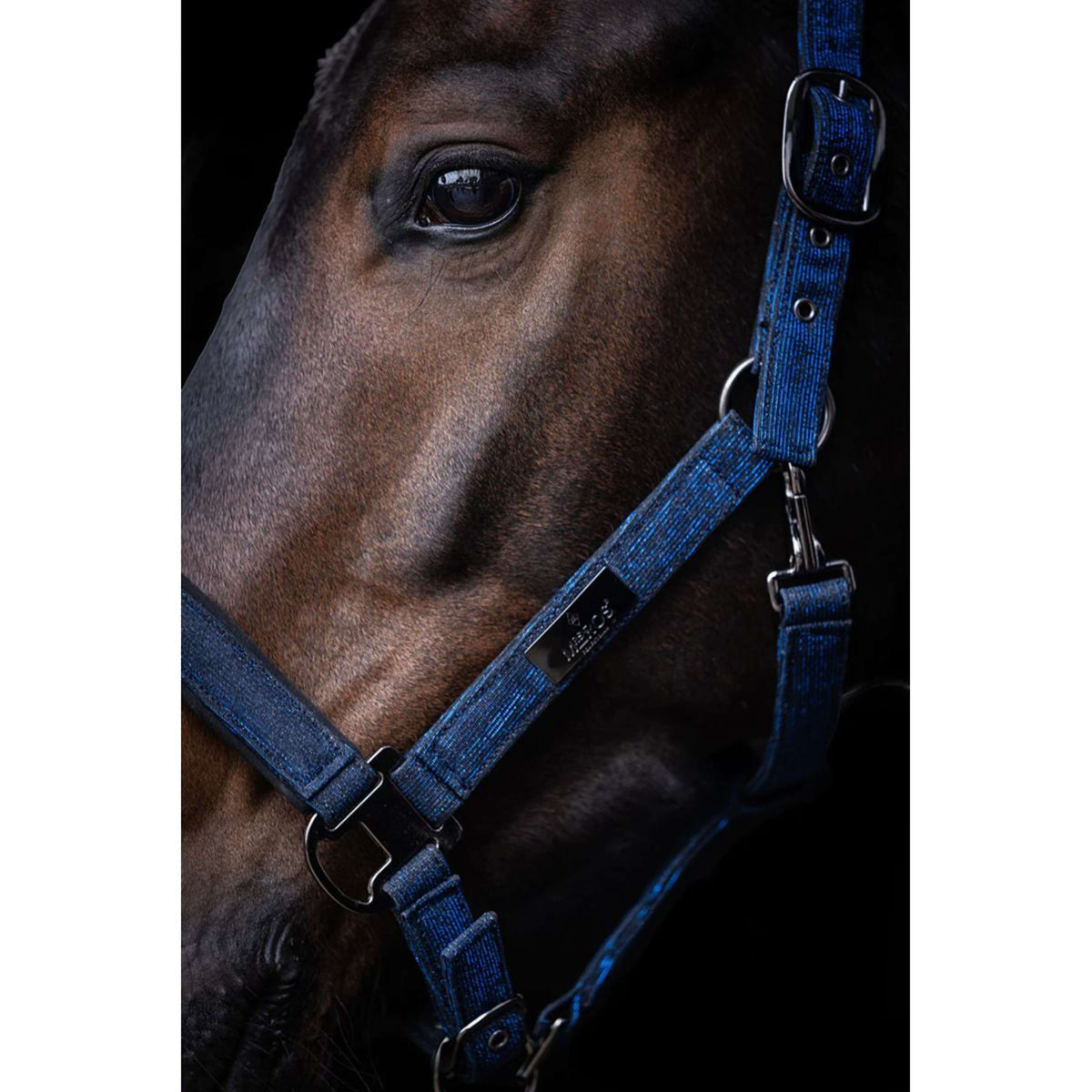 Mrs. Ros Capezzina Festive Zaffiro