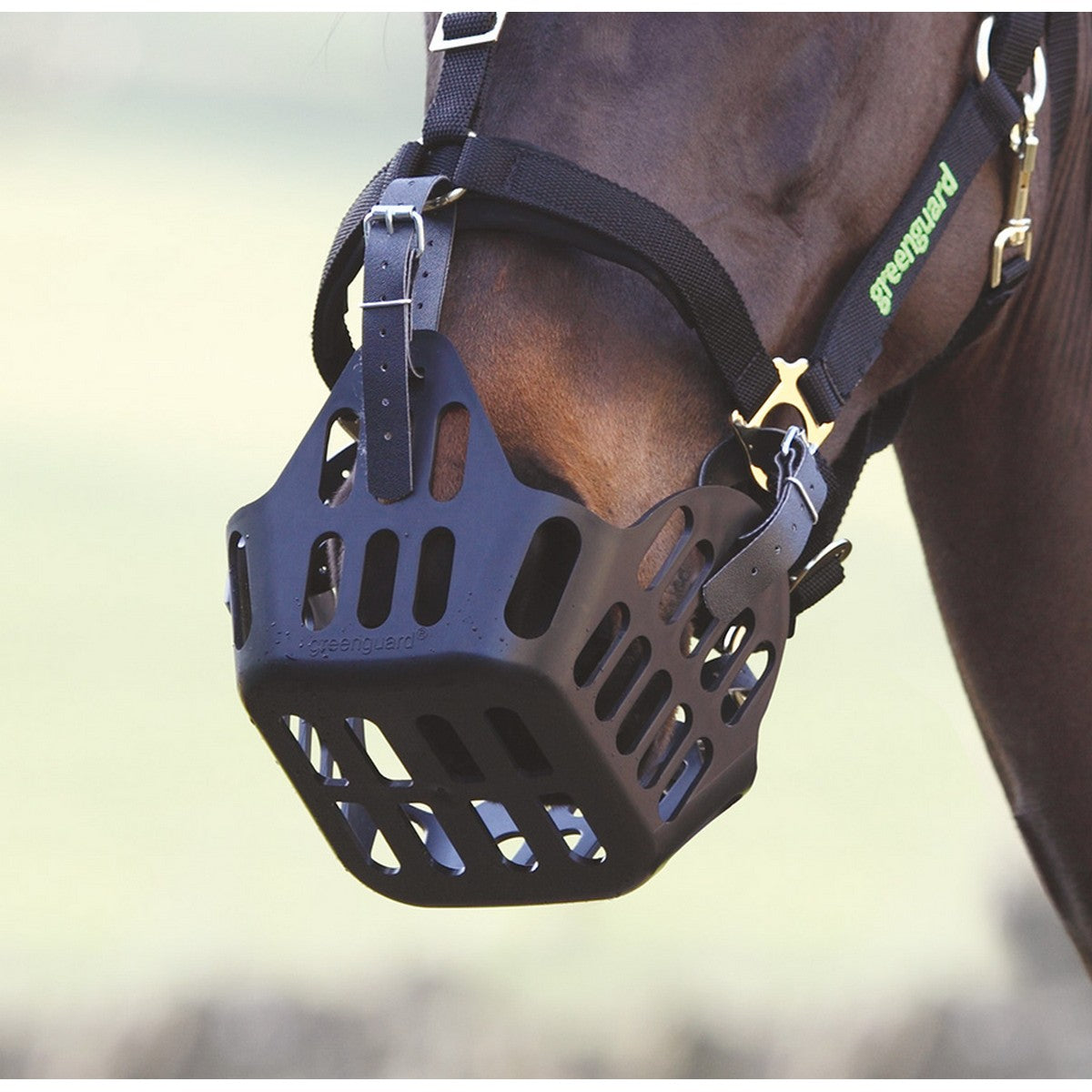 Greenguard by Shires Cinture di Riserva Nero