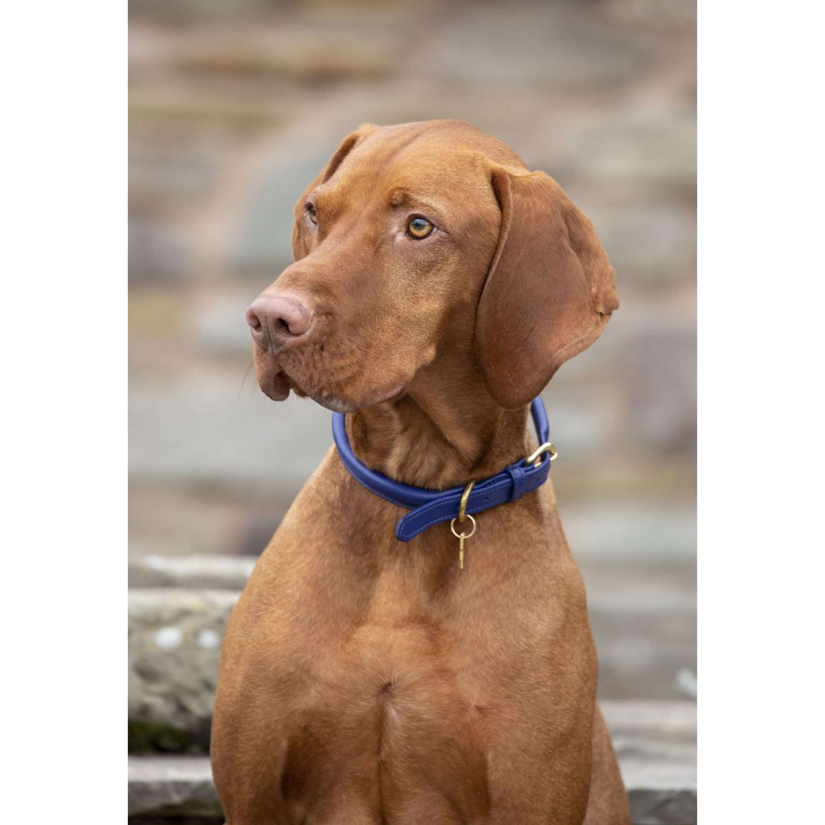 Digby & Fox Collare Reale