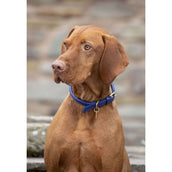 Digby & Fox Collare Reale