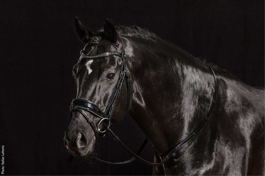 Schockemöhle Briglia Nero/Vernice/Argento