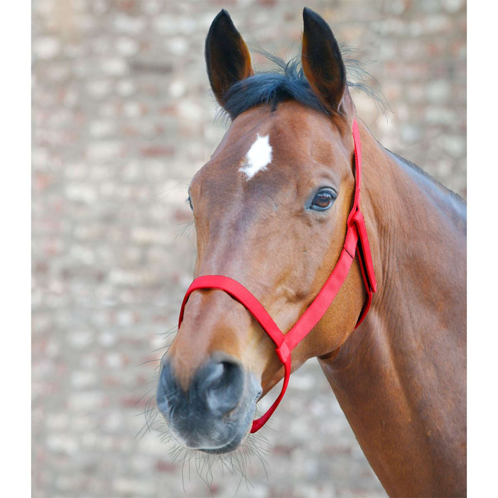 Waldhausen Cavezza Weide Rosso