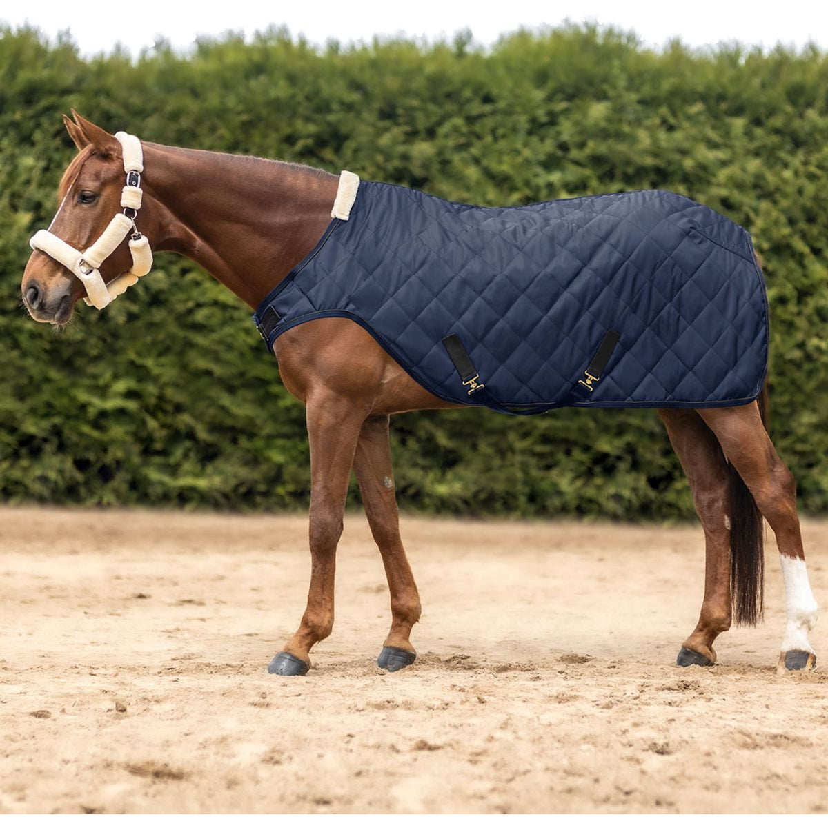 Waldhausen Coperta Tapis Roulant Exclusive Nightblue