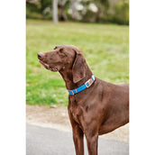 Weatherbeeta Dog Collar Elegance Blu