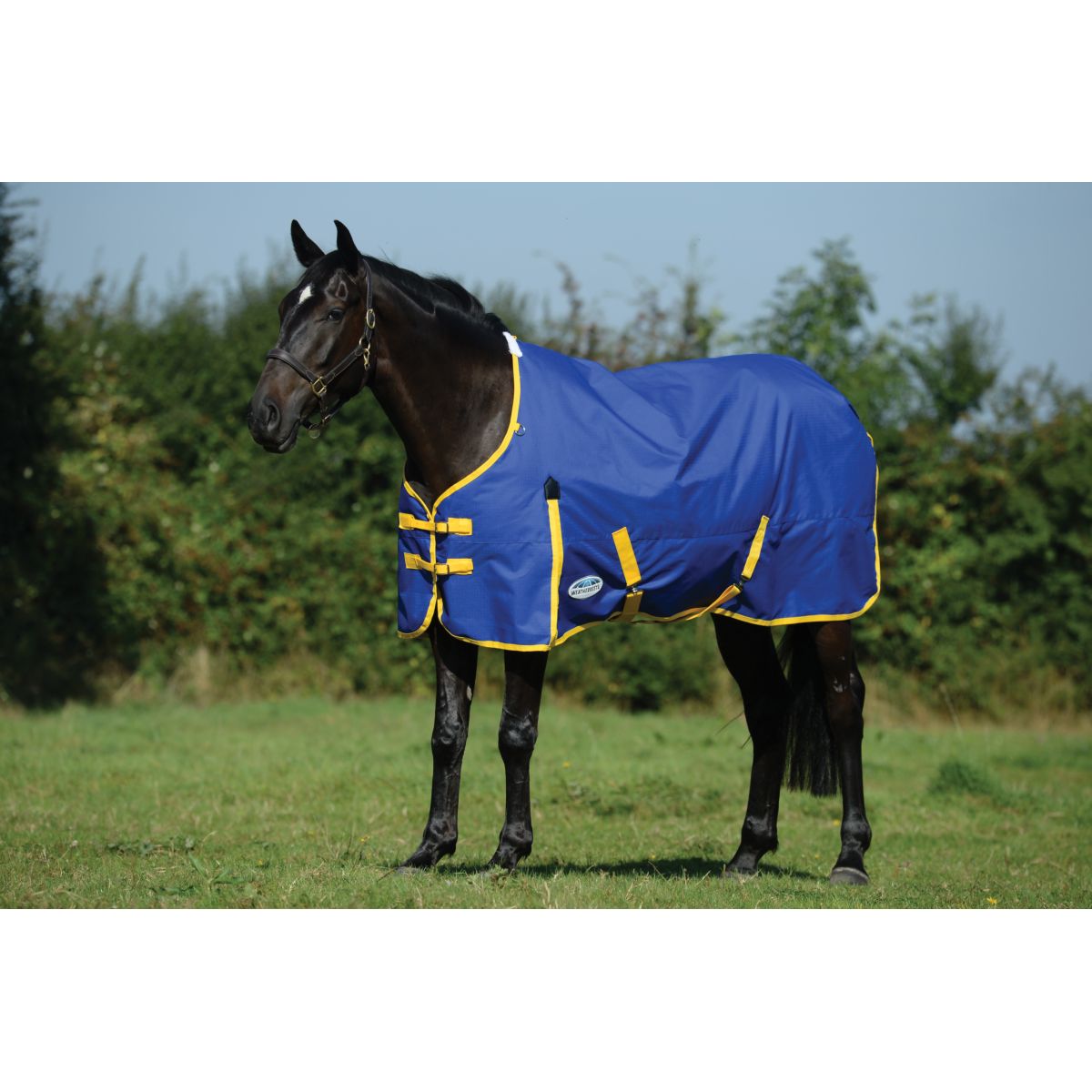 Weatherbeeta Comfitec Classic Standard Neck Medium Blu/Limone
