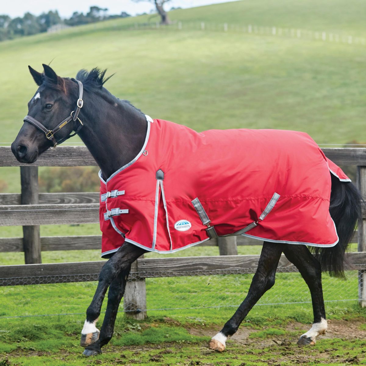 Weatherbeeta Coperta Invernale Comfitec Classic Standard Neck Medium/Lite Rosso/Argento/Blu marino