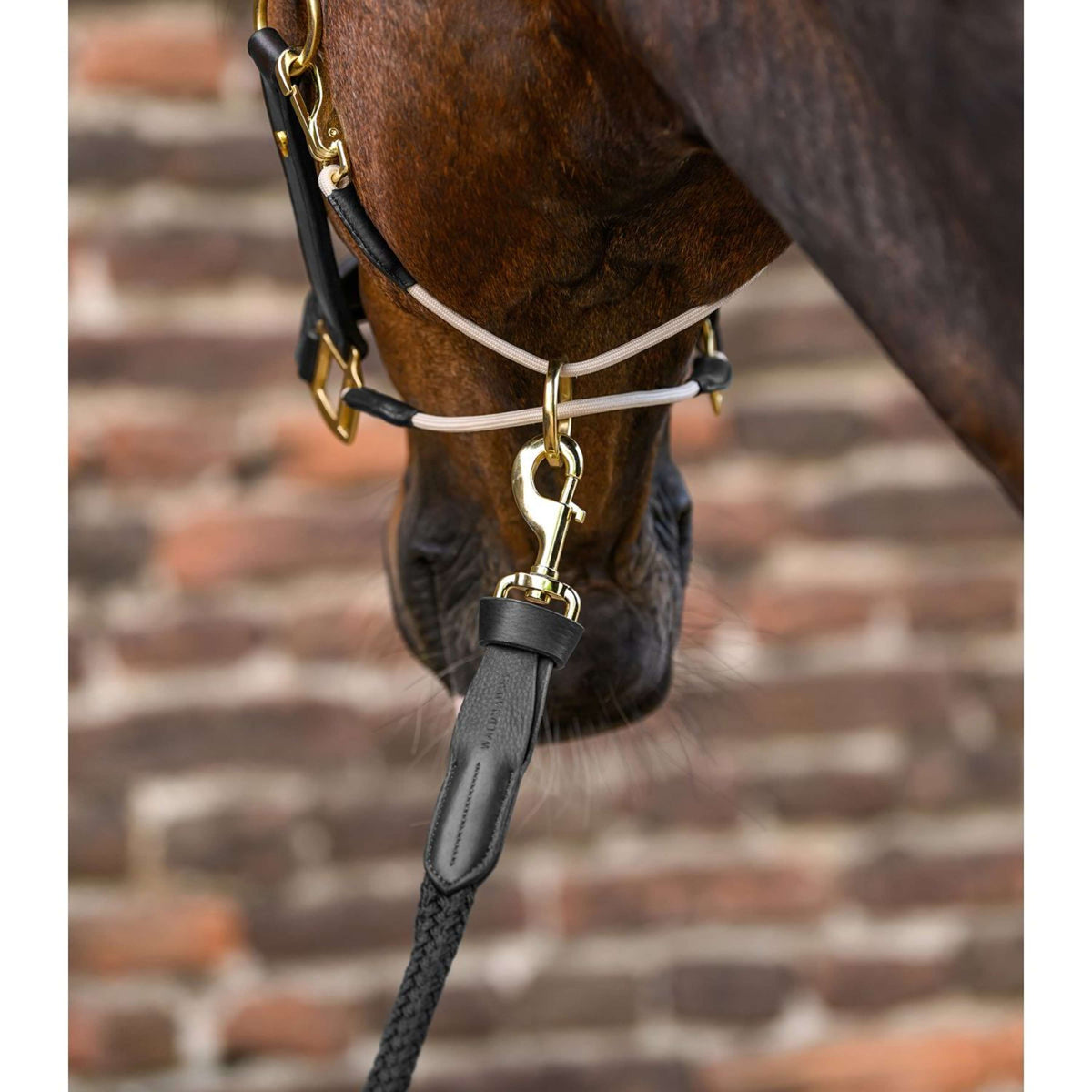 Waldhausen Corda per cavezza Royal con Moschettone Nero