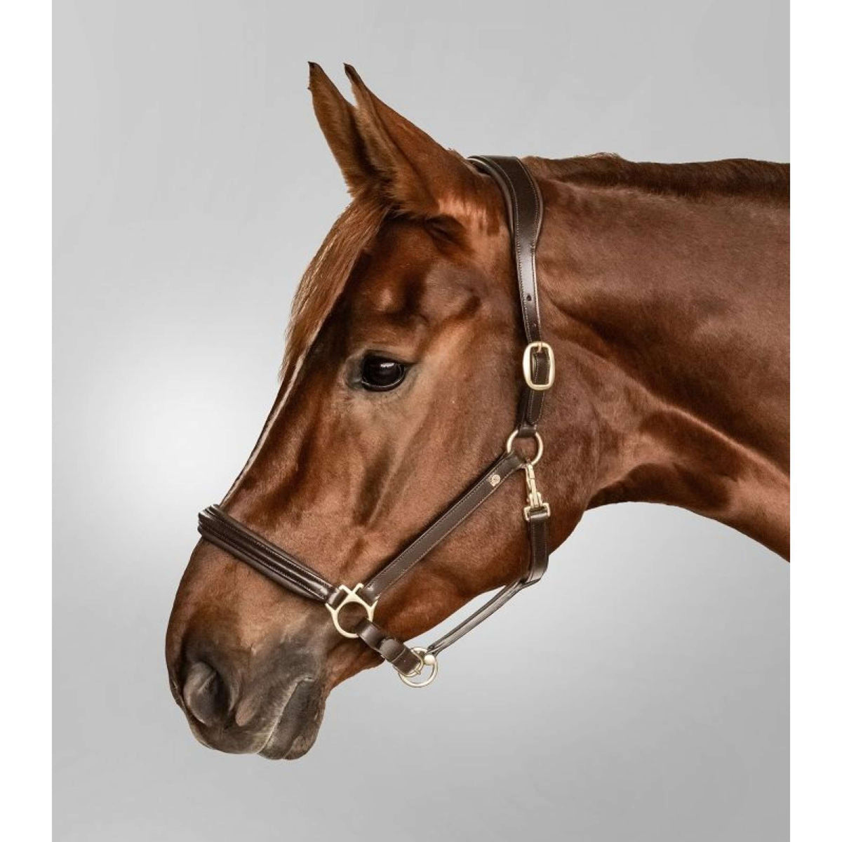 Waldhausen Capezzina S-Line Classy Marrone