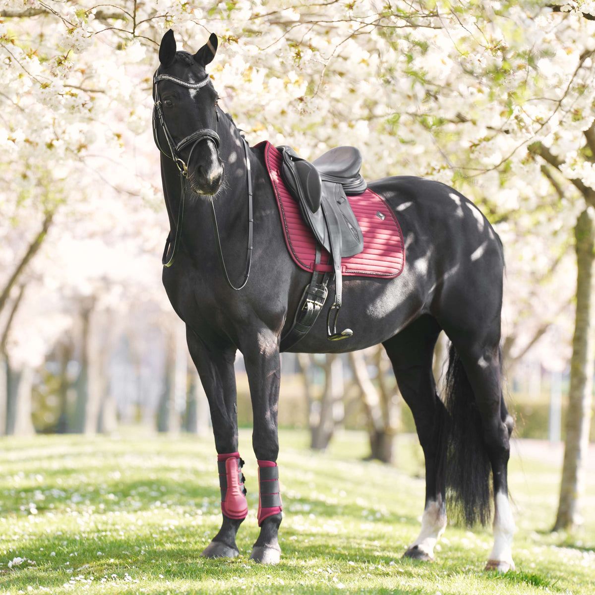 Imperial Riding Sottosella IRHJosie Dressage Fig