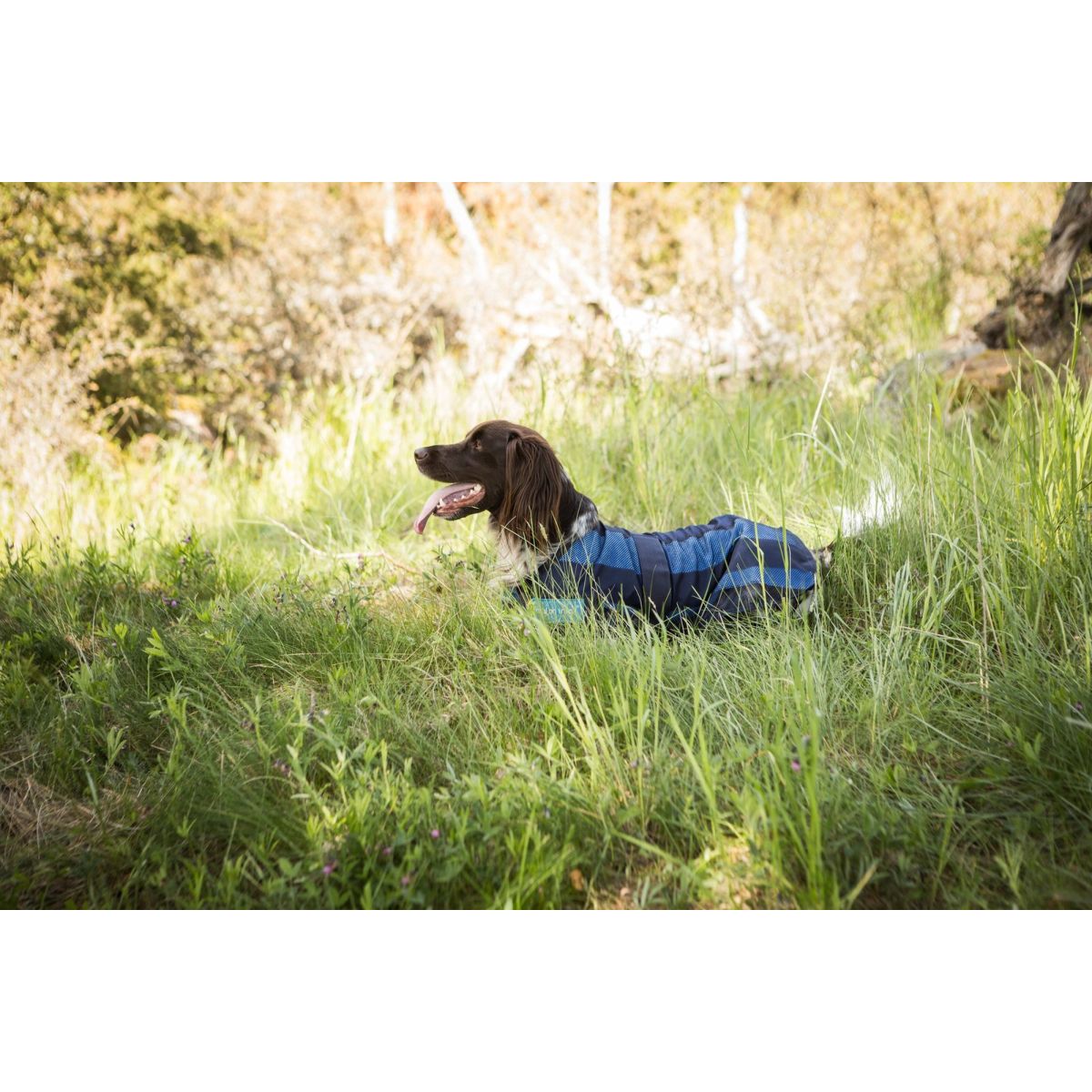 Cool on Track Cappotto per Cane 2.0 Blu