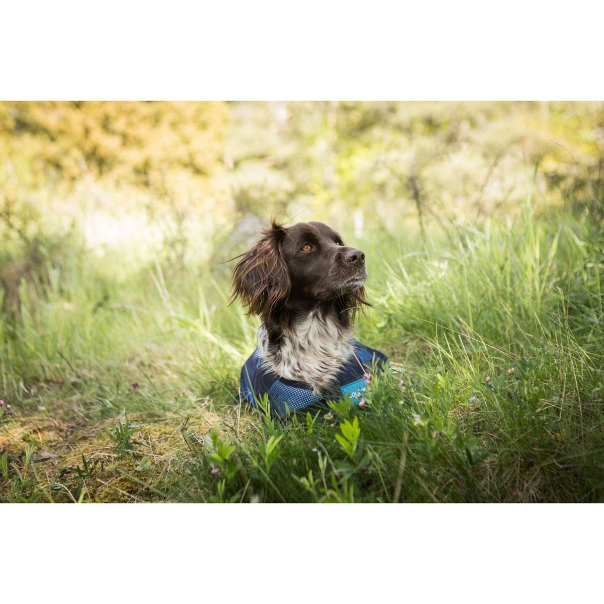 Cool on Track Cappotto per Cane 2.0 Blu