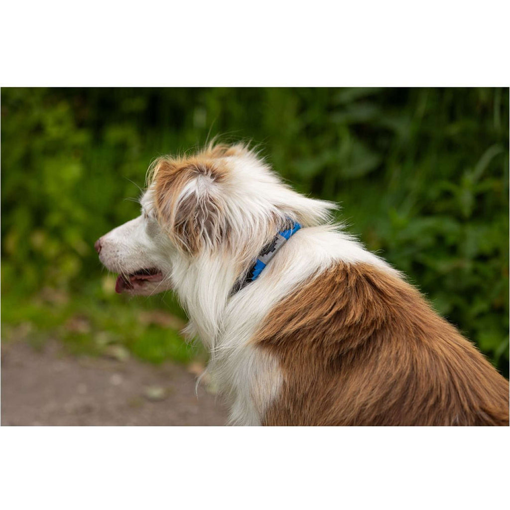 BR Collare per Cane Blu/Grigio