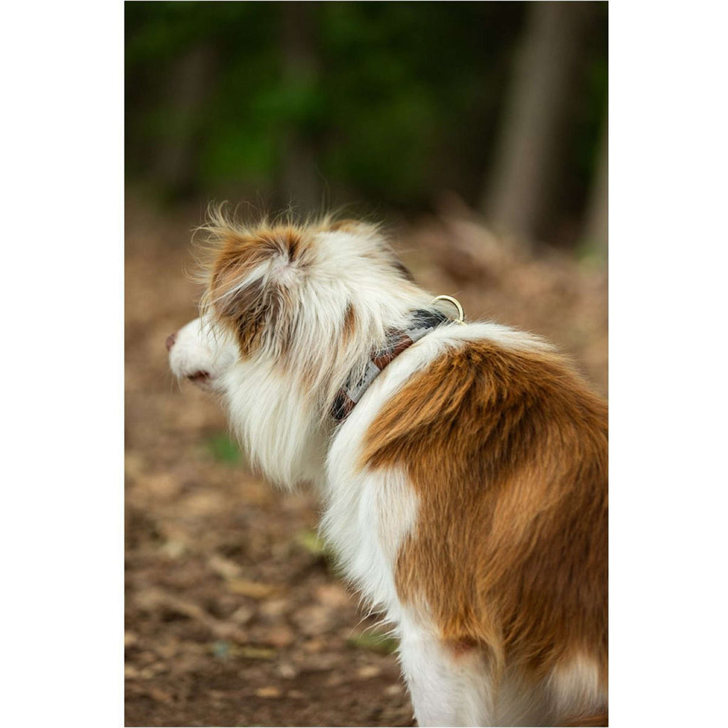 BR Collare per Cane Marrone/Grigio