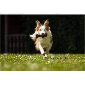 BR Giocattolo per Cane Bone