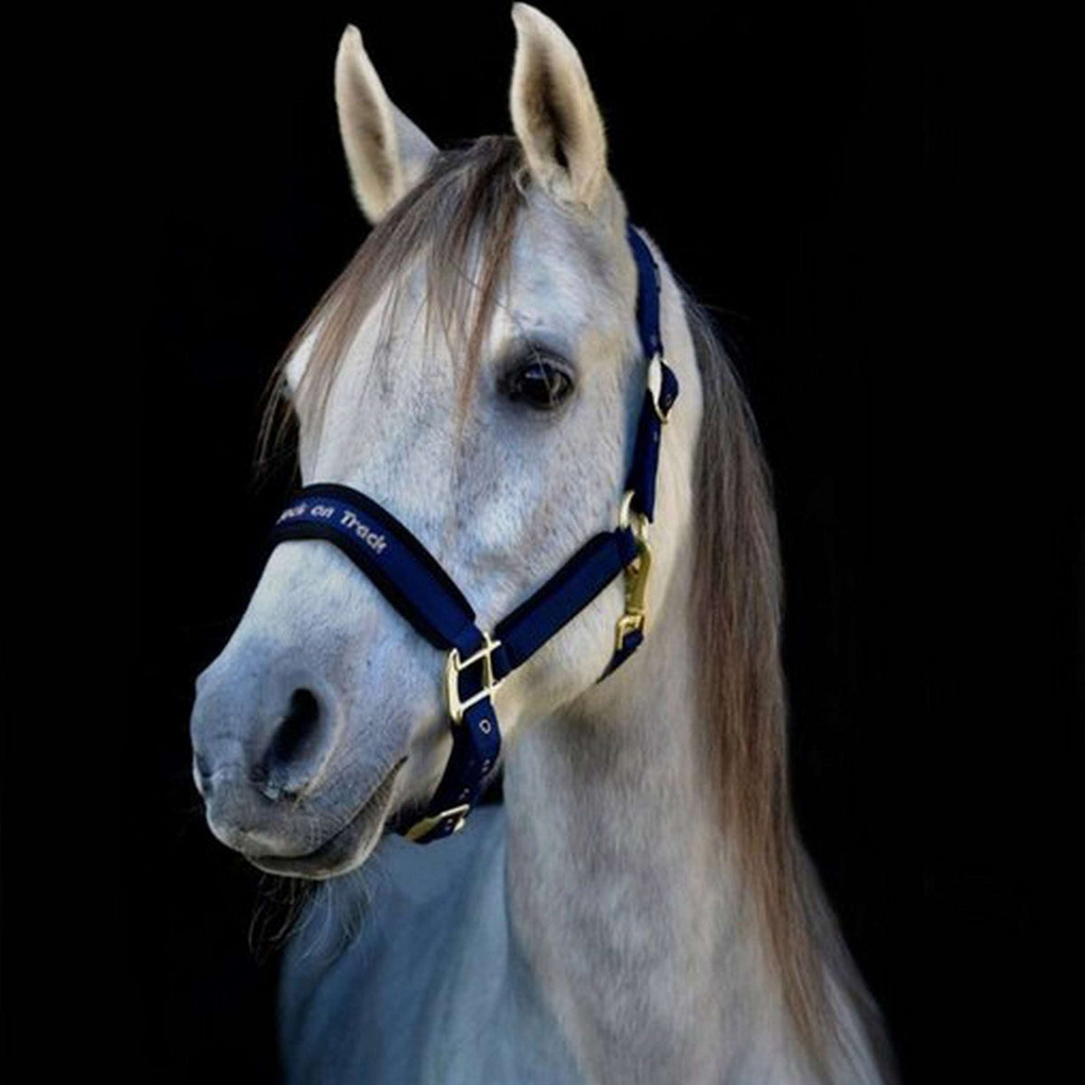 Back on Track Capezzina Werano Blu